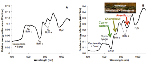 Figure 1.  (A) Reflectance spectrum of pure culture of green non-sulfur hot spring filamentous anoxygenic phototroph (FAP) Chloroflexus aurantiacus showing the absorbance of carotenoids, Bchl c (740 nm), and Bchl a (805, 865 nm).  (B) Reflectance spectrum of Yellowstone cyanobacterial microbial mat (Phormidium/Leptolyngbya) with underlayers of anoxygenic phototrophs (Chloroflexus and Roseiflexus) showing the absorbance of carotenoids, phycocyanin (620 nm), Bchl c, and Bchl a.   The Bchl pigments from deeper phototrophic layers were visible in the reflectance spectrum, indicating that the surface phototrophs are not the only ones contributing to the reflectance signal.