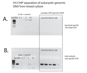 Figure 1. Verification of the enrichment of eukaryotic genomic DNA from bacterial DNA in mixed cultures of environmental from anoxic sediments. Below the purified eukaryotic chromatin of five of 10 are shown: P5, L3A, SW, PL2, and SM. Bacterial specific PCR was used to verify the purification of eukaryotic DNA (A), and eukaryotic-specific PCR verified the purification of eukaryotic chromatin from the mixed total environmental DNA (B) for the five samples shown (boxed).