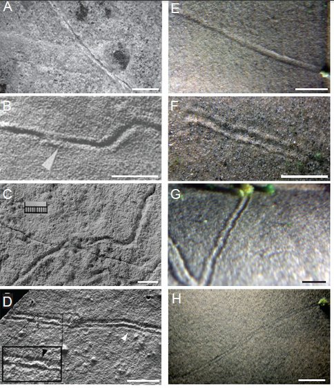 Figure 1. Comparison between trace fossils (A,B,C,D) described in the literature and experimentally created trails (E,F,G,H) produced in experiments of Mariotti et al (in press). Trace fossil images from (A) Mistaken Point Formation, Newfoundland, Canada, 565 Ma (Liu et al. 2010a); (B) Tacuarí Formation in east-central Uruguay, >585 Ma (Pecoits et al. 2012); (C) Suz’ma locale, White Sea region, northern Russia, late Proterozoic (Fedonkin et al. 2007); (D) Puncoviscana Formation, northwest Argentina, early Cambrian (Buatois and Mángano 2003); Wide and shallow single groove (F) formed by compact, spherical aggregates with higher sand content. Narrow single groove with prominent levees (G) and multiple-groove trail (H) formed by irregular, sand-poor aggregates. All scale bars are 1 cm long.