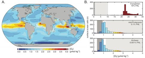 Figure 2. Earth system model results for dissolved O2 levels in the surface ocean.
For an atmospheric pO2 value of 0.1% of the present atmospheric level (PAL), steady state dissolved oxygen concentrations in the surface layer of the ocean are extremely variable, with a ‘patchy’ distribution of high-O2 regions (A). Frequency distributions for dissolved oxygen concentrations in surface ocean grid cells (out of 934 cells total) show that the highest surface O2 values are not truly representative of the broader surface ocean (B). Shaded boxes show threshold O2 tolerance of early animals derived from theoretical calculations (dark grey) and laboratory experiments (light grey). The model results show that atmospheric pO2 must be year ~10% PAL for widespread regions of the surface ocean to be above animal O2 thresholds. After Reinhard et al., in review.