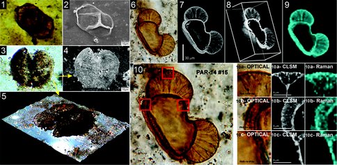 Figures 1-10. Optical photomicrographs (1, 3, 6, 10, 10a-, 10b- and 10c-Optical,), scanning electron micrographs (2, 4, 5), confocal laser scanning micrographs (7, 8 , 10a-, 10b- and 10c-CLSM), and two dimensional Raman images acquired at the ~1605 cm-1 band of kerogen that document their kerogenous composition, shown in blue (9, 10a-, 10b- and 10c-Raman), of Middle Permian (~278 Ma) pine pollen grains from carbonaceous cherts of the Assistência Formation at Charqueada City, São Paulo State, Brazil. (1-5) show pine pollen grains released from the rock matrix by acid maceration whereas 