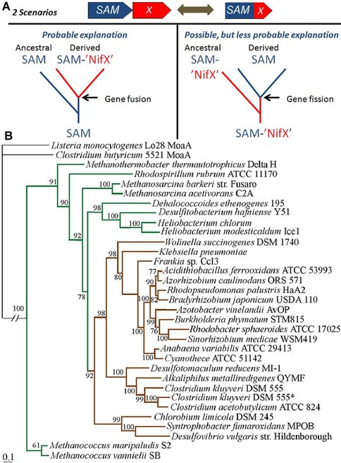 Phylogeny of the Nitrogenase Biosynthesis Gene nifB