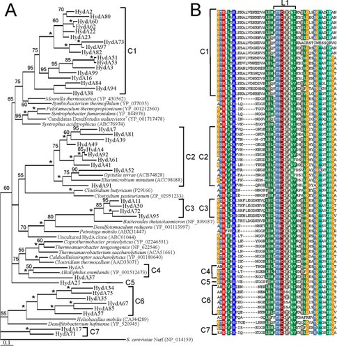Characteristics and Diversity of HydA ([FeFe]-hydrogenase) Sequences in Guerrero NegroMats