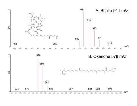 The Detection of Okenone, a Molecular Signature of Purple Sulfur Bacteria