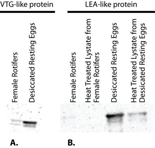 Figure 6. Western Blots With <span class="caps">VTG</span> and <span class="caps">LEA</span> Antibodies