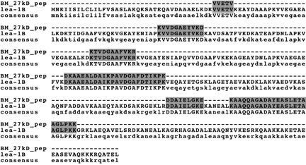 Figure 5. The 27 kD Protein Has High Similarity to Late Embryogenesis Abundant (LEA) 1B Protein.