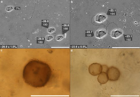 SIMS Carbon Isotope Analyses of Microfossils From the Chichkan Fm.