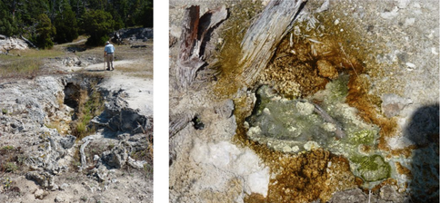 Anoxygenic Phototrophic Microbial Mats at Mammoth Hot Springs, Yellowstone National Park
