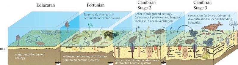 Biota from the Ediacaran period through the Cambrian explosion.