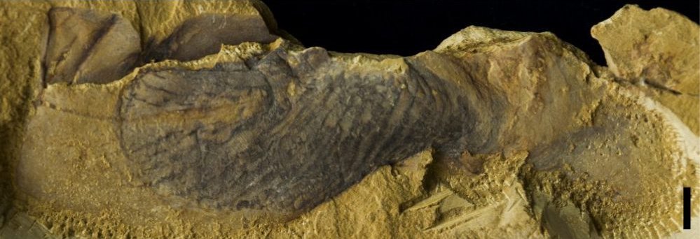 Fossil of Stromatoveris psygmoglena, turned on its side.