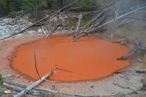 Figure 1.  Iron supported chemotrophic microbial communities reside in one of several “Tomato Soup” springs in the Rabbit Creek area of Midway Geyser Basin, Yellowstone National Park, Wyoming, USA.