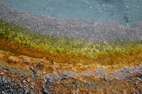Figure 2.  The transition from a chemotrophic to a phototrophic community (Left to right) in an unnamed hot spring in the White Creek area of Midway Geyser Basin, Yellowstone National Park, Wyoming, U
