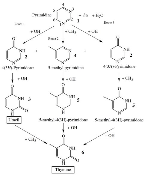 Figure 2. Diagram illustrating the three pathways from pyrimidine 1 to thymine 6.  Route 1 is two oxidations followed by a methylation, Route 2 is a methylation followed by two oxidation, and the Rout