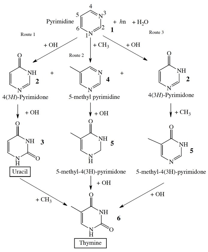 Figure 3. Diagram illustrating the three pathways from pyrimidine 1 to thymine 6.  Route 1 is two oxidations followed by a methylation, Route 2 is a methylation followed by two oxidation, and the Rout