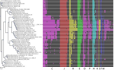 Figure 2. Conservation of the genes that are differentially expressed between MeOH and Acetate growth (in M. acetivorans) across the methanogen tree of life. Genes are organized by COG class (indicated by letter) and indicated by colored lines if present in that organism. C: energy production, J: translation, R/S: general function, E: amino acid biosynthesis, O: post-translational modification, P: inorganic ion transport/metabolism, H: coenzyme biosynthesis, K: transcription, F: nucleotide metabolism, M: cell membrane biosynthesis.