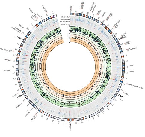 Figure 3. A diagram showing differentially expressed genes as they are located on the genome of M. acetivorans. Metabolic genes are indicated in the outer ring, and magnitude of differentially expressed genes is shown in the inner ring.