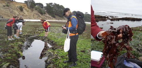 Figure 1. Montara State Marine Reserve, Moss Beach, CA, field trip, 8/2/2015. Site where chlorophyll d (Chl d) was first discovered in 1943. Sampling red algae on which Chl d-utilizing cyanobacteria live as an epiphyte. L: Intern Cameron Hearne explains the project to members of the public; Niki Parenteau in foreground. R: Sample of Erythrophylum delesseroides.