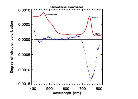 Figure 1.  In vivo absorbance spectra (red) and circular polarization reflectance spectra (blue) of the green non-sulfur filamentous anoxygenic phototroph (FAP) Chloroflexus aurantiacus.  The absorption of Bchl c at 740 nm correlates to the strong circular dichroism band at the same wavelength.  The strong polarization signal is due to the weakly chiral centers intrinsic to the Bchl pigment structure, as well as to the long-range chiral order of the pigment macrodomains. 