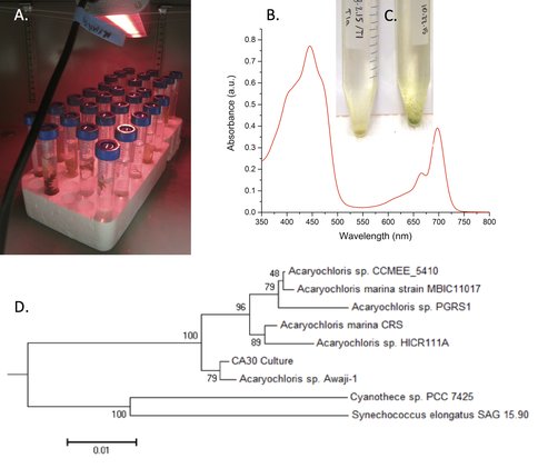 Figure 2. A: Far-red (730 nm) light-emitting diode (LED) cyanobacteria cultures to enrich for and isolate far-red oxygenic phototrophs sampled from red algae. B: HPLC absorbance spectrum identifying Chl d extracted in methanol from cyanobacterial enrichment CA30. C: Some enrichments showing growth of Chl d cyanobacteria. D: Phylogenetic tree of the 16S sequence of enrichment CA30, showing it as closely related to Acaryochloris marina Str. Awaji-1. 