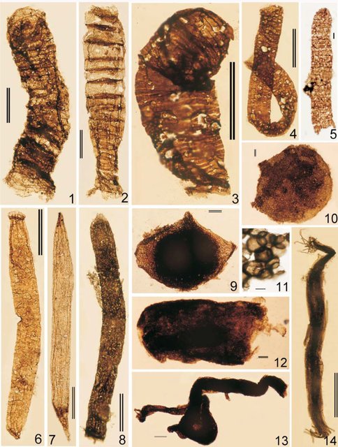 Figure 1. Microfossils recovered from 1500 ma basinal shales in Russia (single scale bars = 10 microns; double bars = 100 microns)