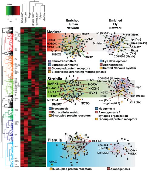 Figure 1. Gene Network Analyses of stage specific RNA Seq data and Homeodomain Gene Function Associations. Differentially expressed genes were determined using EdgeR, with 2-3 biological replicates per life stage. The gene counts were normalized into Fragments Per Kilobase of transcript per Million mapped reads (FPKM), which were then averaged by life stage. The FPKM values for each gene were percent transformed, and then hierarchically clustered using Pearson correlation. Groups were chosen based on similar expression patterns, and are individually colored in the tree. 