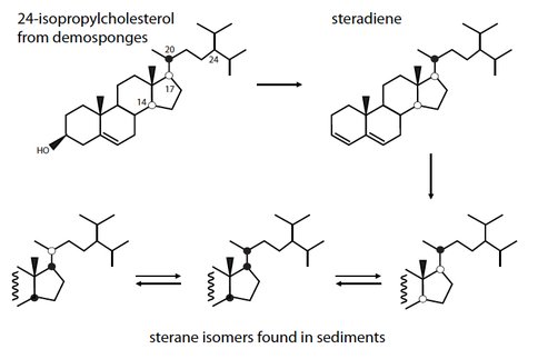 Figure 2. Diagenesis of the sponge sterol, 24-isopropyl cholesterol, to a steradiene with stereochemistry intact and then to the mixtures of sterane stereoisomers that have been detected in Proterozoic sediments. Note that, while observable stereochemical changes occur at C-14, 17, and 20 and result in a thermodynamically controlled mixture of isomers, structural changes to the sterol side-chain at C-24 are not observed. Thus, 24-isopropyl cholestanes cannot be converted to the 24-n-propyl cholestanes diagnostic for pelagophyte algae.