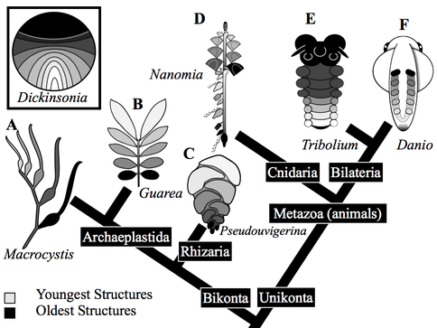 Figure 1. The brown algae - Macrocystis (A), and the Evergreen Tree - Guarea (B) both develop leaves/blades at nodes generated by the apical meristem. The single-celled foraminiferan Pseudouvigerina (C) sequentially adds larger chambers around a coiling axis. The siphonophore Nanomia (D), exhibits nectosome and siphosome growth zones. The larva of the beetle Tribolium (E) adds segments from a subterminal posterior growth zone. The zebrafish Danio (F) shows anterior to posterior patterning and posterior growth during somitogenesis similar to Tribolium during (see Gold et al. 2015 for detail).