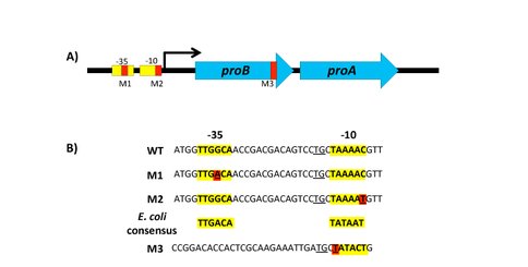 Figure 2. Mutations that increase growth rate in a strain of E. coli lacking argC in which E383A ProA serves the functions of both ProA and ArgC.  A)  Locations of point mutations in the proBA operon;  B)  Sequences surrounding point mutations M1, M2 and M3. 