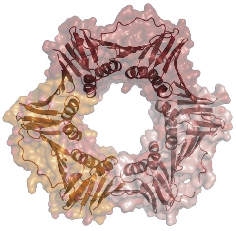 Figure 1. The sliding clamp (PCNA) of Methanosarcina acetivorans. This homotrimeric proteins encircles DNA, and when bound to the replicative DNA polymerase allows it to carry out processive DNA synthesis. We are determining whether this protein which is central to DNA replication can substitute for functional homologs in the Bacteria and Eukarya domains.