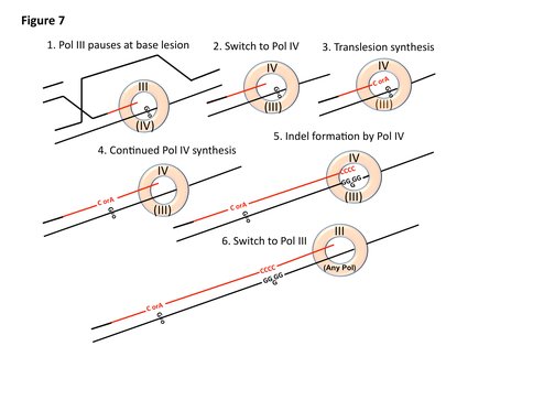 Figure 1. Polymerase exchange and mutagenesis is related to Pol III stalling at base lesions. DNA synthesis is shown happening at a D-loop as might occur during repair of a broken replication fork. 