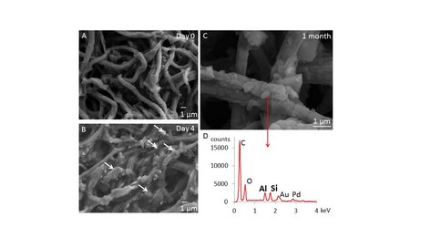 Figure 2. Formation of molds around filamentous cyanobacteria. A. Filaments in the inoculum lack a mineral coating. B. Small trapped minerals are attached to the filament sheaths after four days of cyanobacterial growth in gently agitated solutions in the presence of unmoving sand. C. Minerals that precipitated around after one month of cyanobacterial growth when cyanobacteria were not able to trap any suspended clay minerals. Some uncoated cells are visible in the lower right. D. Elemental composition of the precipitated minerals (energy dispersive spectrum).