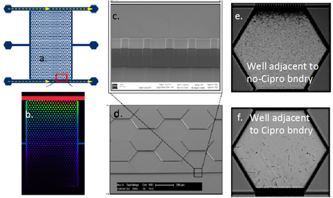 Figure 3. (a) GBC-3 design. (b) Fluorescence intensity after 24 hrs. (c, d) Hexagonal well array with interconnecting channels and nanoporous barrier separating boundary channel from wells. (e, f) Time-lapse brightfield images at 15X magnification of a single well adjacent to the boundary channels with no cipro (top) and with cipro (bottom) taken 12 hours after inoculation. 