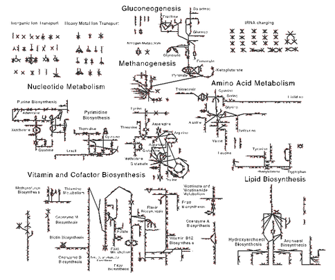 Figure 1. Metabolic network for M. acetivorans that was generated during this research.