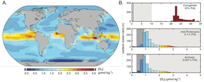 Figure 2. Earth system model results for dissolved O2 levels in the surface ocean. For an atmospheric pO2 value of 0.1% of the present atmospheric level (PAL), steady-state dissolved oxygen concentrations in the surface layer of the ocean are extremely variable, with a ‘patchy’ distribution of high-O2 regions (A). Frequency distributions for dissolved oxygen concentrations in surface ocean grid cells (out of 934 cells total) show that the highest surface O2 values are not truly representative of the broader surface ocean (B). Shaded boxes show threshold O2 tolerance of early animals derived from theoretical calculations (dark grey) and laboratory experiments (light grey). The model results show that atmospheric pO2 must be ~10% PAL for widespread regions of the surface ocean to be above animal O2 thresholds. After Reinhard et al., in review. 