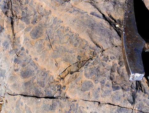 Figure 2. Field photo showing oblique section of stromatolitic carbonates of the Gamhohaan Formation. Blue rounded zones are calcite cross-sections of columnar stromatolites. Brown zones are dolomite that has replaced sandy carbonates between columnar stromatolites during very early dolomitization.