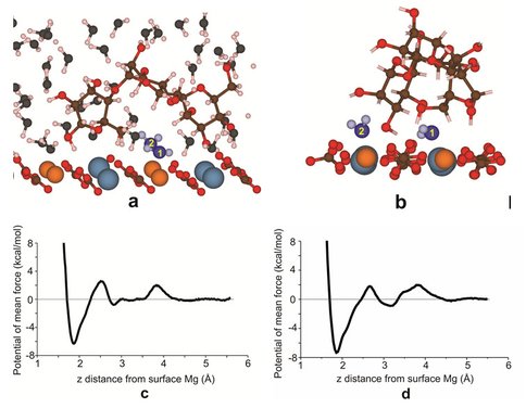 Figure 2. (a) A bridge shape configuration of tri-mannose lying flat on the dolomite surface. (b) Side view of the tri-mannose on the surface. Water molecules are included in the simulations but not shown in this figure. (c) Potential of mean force curve for water molecule #1 underneath the bridge leaving the first two hydration layers. (d) Potential of mean force curve for water molecule #2 outside the bridge leaving the first two hydration layers.