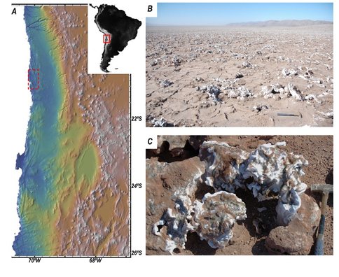 Figure 1. (A) Elevation map showing the location of Salar Grande (red dotted rectangle) in the Atacama Desert of northern Chile. (B) Panoramic view of Salar Grande (looking south) with salt polygons and nodules in the foreground. (C) Close-up view of a colonized salt nodule. The surface of the nodule shows the typical dark-green colorization due to exposed endolithic communities.