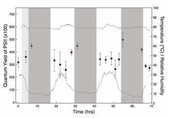 Figure 2. Photosynthetic activity measured as quantum yield of PS(II) in freshly exposed interiors of halite nodules for a period of 4 days and 3 nights (black squares). The solid line (T) and dotted line (RH) show the conditions inside a reference nodule measured at time intervals of 10 minutes for the duration of the experiment. Night periods are indicated as dark-grey. An overcast period with fog at the beginning of the experiment is indicated in light grey.