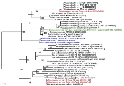 Figure 2. Phylogenetic tree reconstructed with Cyc2 homologs. Cyc2 proteins from A. ferroxidans are labeled in blue, Cyc2 homolog from Bradyrhizobium sp. recovered from a pyrite-oxidizing enrichment culture is labeled in green, and Cyc2 homologs from Gallionellaceae sp. and Rhodanobacter sp. recovered from nitrate-dependent Fe(II) oxidation enrichment cultures are labeled in red. IMG Gene Object IDs are indicated in the brackets.