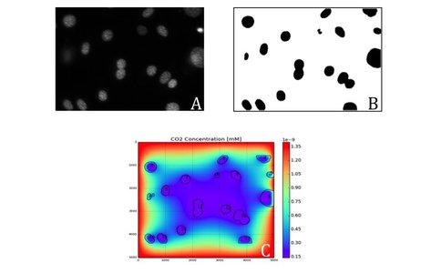 Figure 1: Results of a two-dimensional reactive-transport simulation of CO<sub>2</sub>- based metabolism. A: Real imagery of a heterogeneous of cells. B: Digitized image of cells that served as input to the simulation. C: Results of the simulation, showing spatial variation in dissolved CO<sub>2</sub> concentration that results fem consumption by cells distributed heterogeneously in the environment.