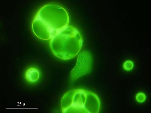 Figure 1. A key step in lifeï¿½s origin is the selection and organization of macromolecular structures from an aqueous solution. Deamer and Hazen have demonstrated that when a drop of pyruvic acid hydrothermal products is placed in a phosphate-buffered (pH = 8.5) aqueous solution, amphiphile molecules self-assemble into fluorescent vesicles in the size range 5 to 50 microns. Photo by David Deamer.