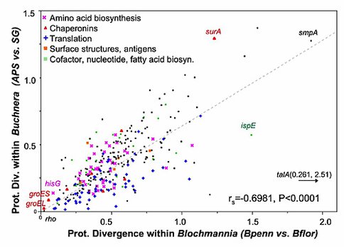 Figure 1. Parallel protein divergences in bacterial mutualists. Genome-wide protein divergences were calculated within each of two phylogenetically independent mutualist groups: Blochmannia of ants (x-axis) and Buchnera of aphids (y-axis). The strong association in divergence levels indicates parallel selective constraints across loci shared by the two endosymbiont groups. For example, in both groups, the most conserved genes include certain chaperonins and translation functions, while the most divergent genes include surface structures. This result is typical of mutualists and illustrates the power of multiple genome sequences per group.