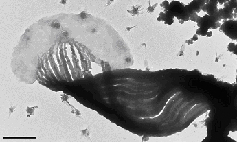 Figure 1. TEM images of M. ferrooxydans. (left) Cell attached to stalk, showing that the stalk is attached to the concave side of the cell, and is composed of individual filaments. bar = 500 nm