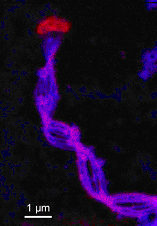 Figure 3. STXM-derived carbon (red) and iron (blue) elemental map of a cell and stalk, showing that the cell is relatively poor in iron versus the stalk, which is composed of both carbon and iron. C:Fe ratios calculated for the cell and stalk are ~100:1 and 3:1, respectively.