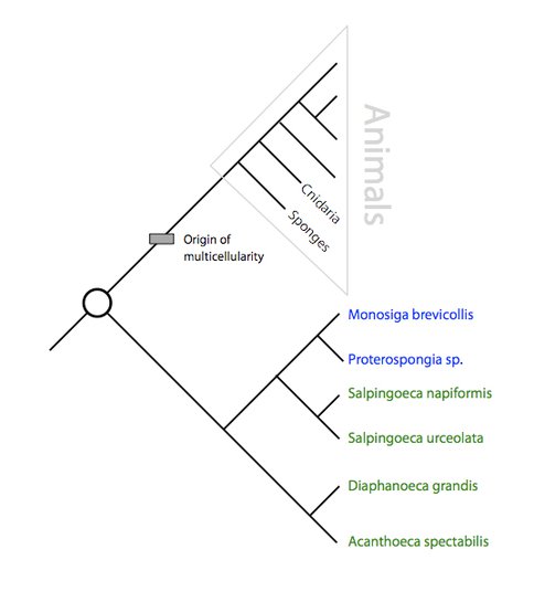 Figure 1. Genomic Ancestry of Choanoflagellates and Animals