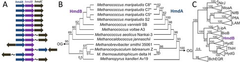 Evolutionary Relationships Between Enzymes Involved in Hmd-Hydrogenase Structure and Biosynthesi