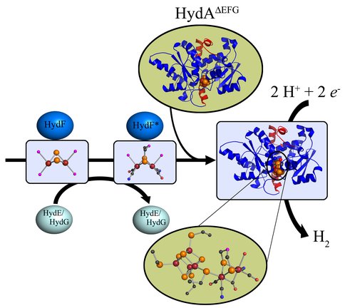 Hypothetical Scheme for [FeFe]-hydrogenase Maturation