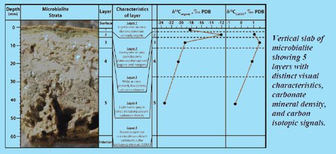 Diagramatic Cross Section of Microbialites