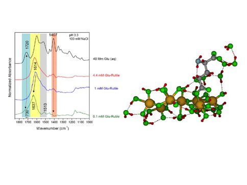 <span class="caps">ATR</span> <span class="caps">FTIR</span> of Glutamate on Mineral Surfaces