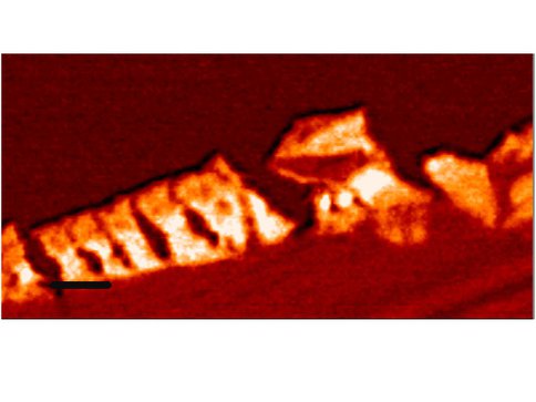 Soft X-Ray Absorption Imaging of Ancient Fossils